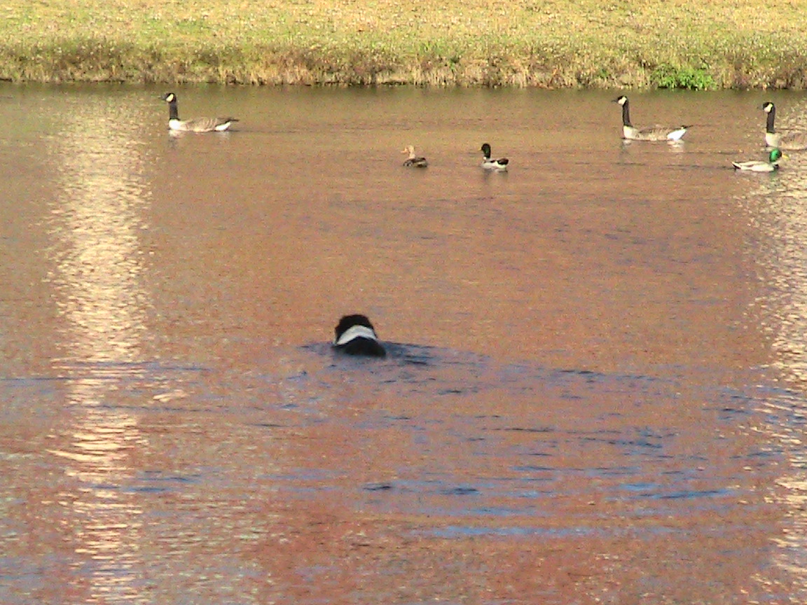 Dogs working in the water!