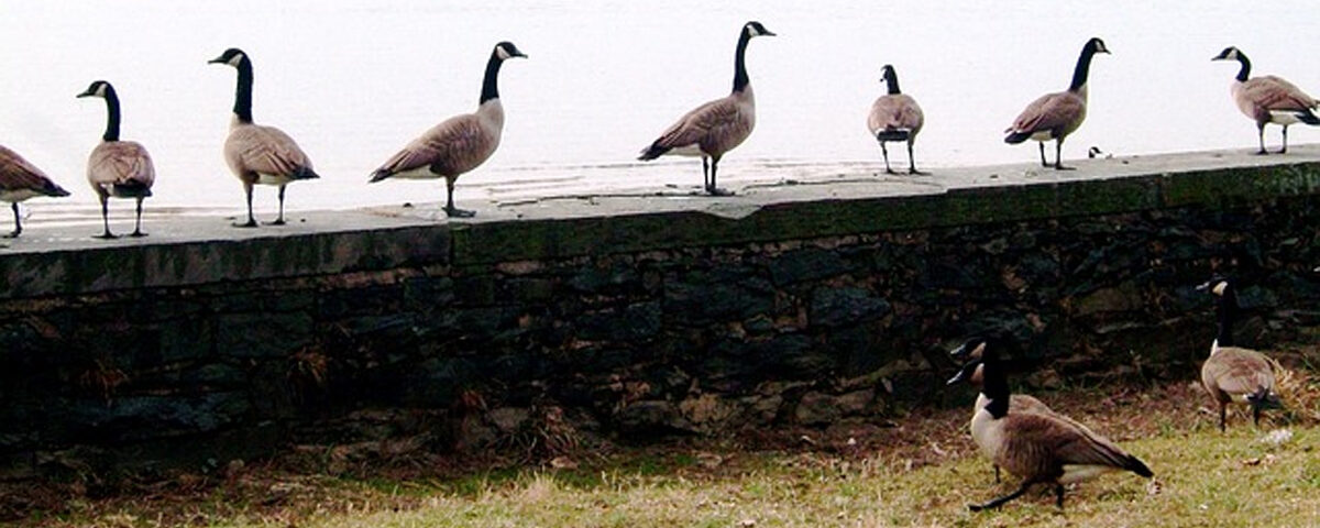 Geese on a ledge