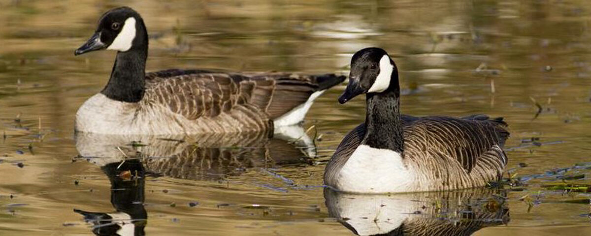 Geese swimming